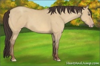 Horse Color:Amber Champagne Dun Sabino 