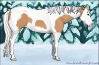 Horse Color:Silver Bay Splash Tobiano 