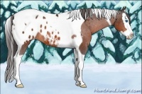 Horse Color:Bay Splash Tobiano Appaloosa Rabicano