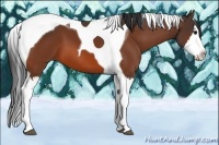 Horse Color:Bay Sabino Splash Tobiano
