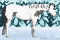 Horse Color:Grullo Roan Splash Tobiano 