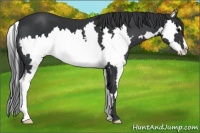 Horse Color:Black Sabino Splash Frame