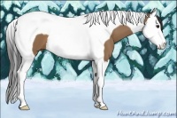 Horse Color:Buckskin Sabino Splash Tobiano 