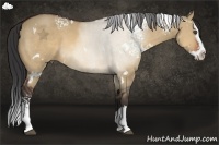 Horse Color:White Spotted Bay Dun Splash 