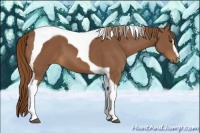 Horse Color:Chestnut Sabino Tobiano