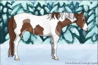 Horse Color:Chestnut Sabino Tobiano 