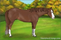 Horse Color:Chestnut Sabino Splash