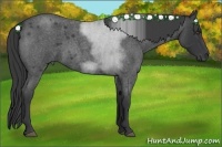 Horse Color:Blue Roan Sabino 