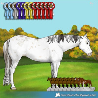 Horse Color:White Spotted Buckskin Sabino