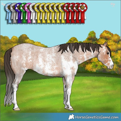 Horse Color:Bay Roan Sabino 