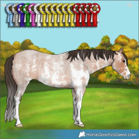 Horse Color:Bay Roan Sabino 
