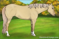 Horse Color:Palomino Dun 