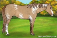 Horse Color:White Spotted Red Dun Splash 