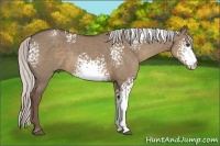 Horse Color:White Spotted Silver Grullo 