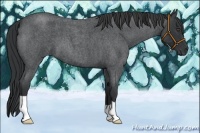 Horse Color:Blue Roan 
