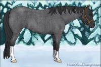 Horse Color:Blue Roan