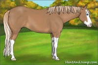 Horse Color:Chestnut Splash