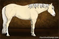 Horse Color:Gold Cream Champagne Splash Frame 