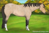 Horse Color:Buckskin Roan