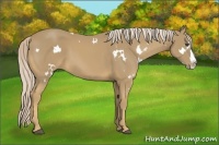 Horse Color:White Spotted Palomino Splash 