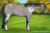 Horse Color:White Spotted Grullo Roan 