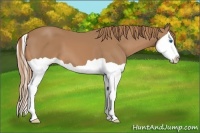 Horse Color:Chestnut Splash 