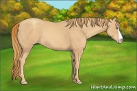 Horse Color:Gold Champagne Splash 