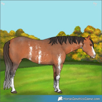 Horse Color:Bay Sabino 
