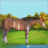 Horse Color:Bay Sabino 