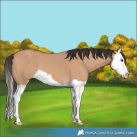 Horse Color:Bay Dun Splash