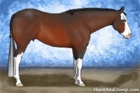 Horse Color:Bay Sabino Splash 