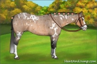 Horse Color:White Spotted Buckskin Roan Splash Rabicano