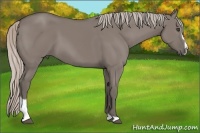 Horse Color:Silver Grullo Sabino 