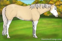 Horse Color:Silver Amber Champagne Dun Sabino Splash Rabicano 