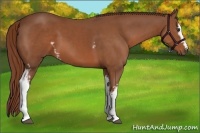 Horse Color:White Spotted Chestnut 