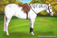 Horse Color:Bay Roan Appaloosa 