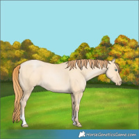 Horse Color:Buckskin Pearl Dun 