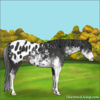 Horse Color:Liver Chestnut Sabino Near Leopard 