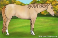 Horse Color:Gold Champagne 