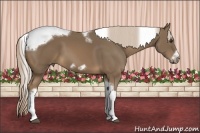 Horse Color:Chocolate Palomino Tobiano Frame 