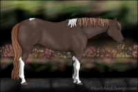 Horse Color:Liver Chestnut Tobiano