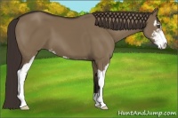 Horse Color:Liver Red Dun Sabino 