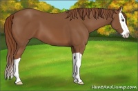 Horse Color:Chestnut Splash 