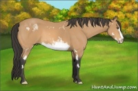 Horse Color:White Spotted Buckskin Splash Frame 
