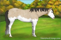 Horse Color:Buckskin Roan Splash Rabicano