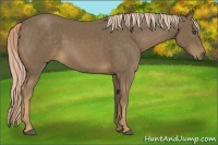 Horse Color:Chocolate Palomino 