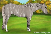 Horse Color:Silver Grullo Ice