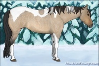 Horse Color:Buckskin Roan Dun Tobiano