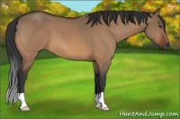 Horse Color:Bay Dun 
