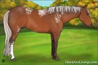 Horse Color:White Spotted Silver Brown